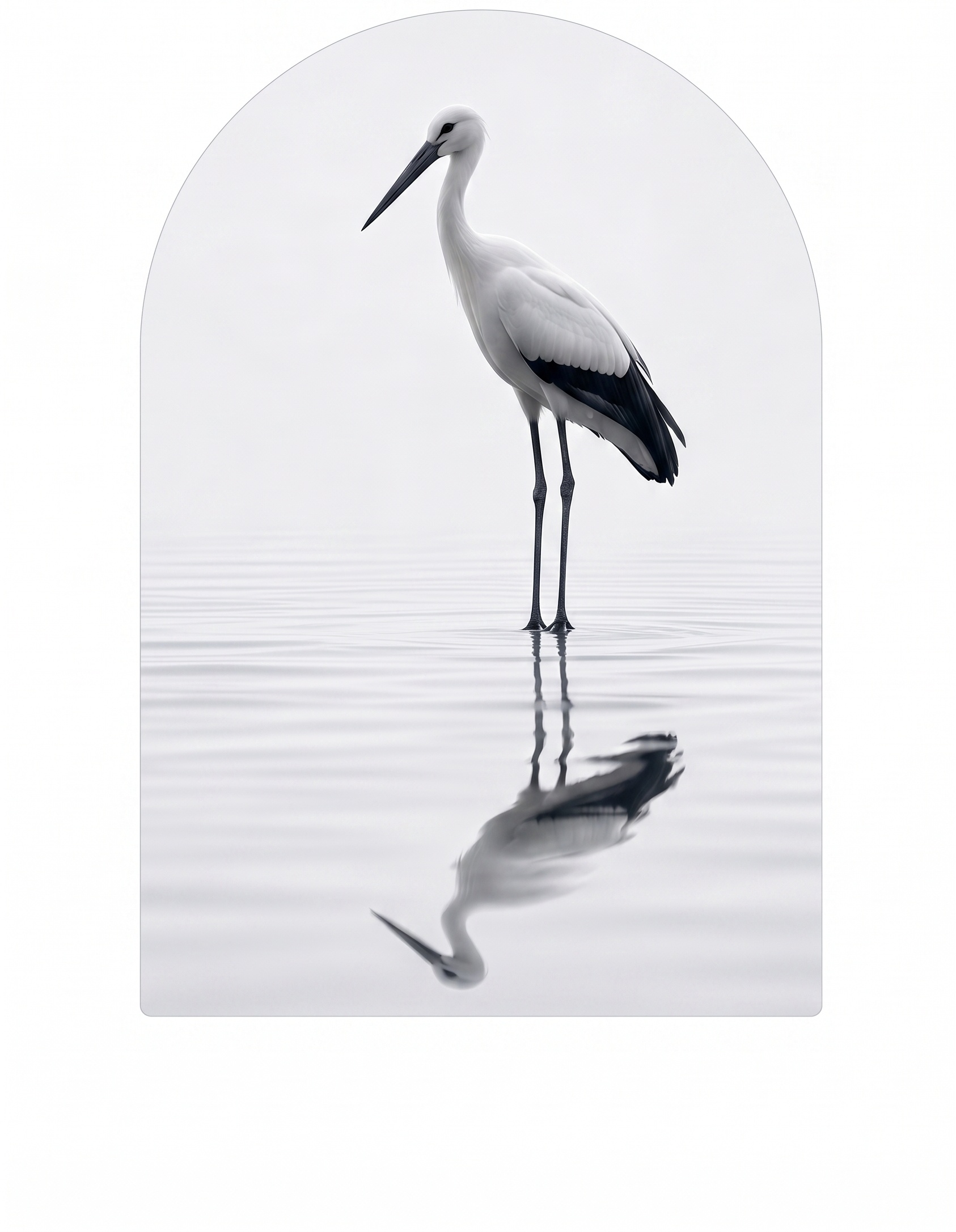 A white stork standing in calm reflective water, framed within an arch